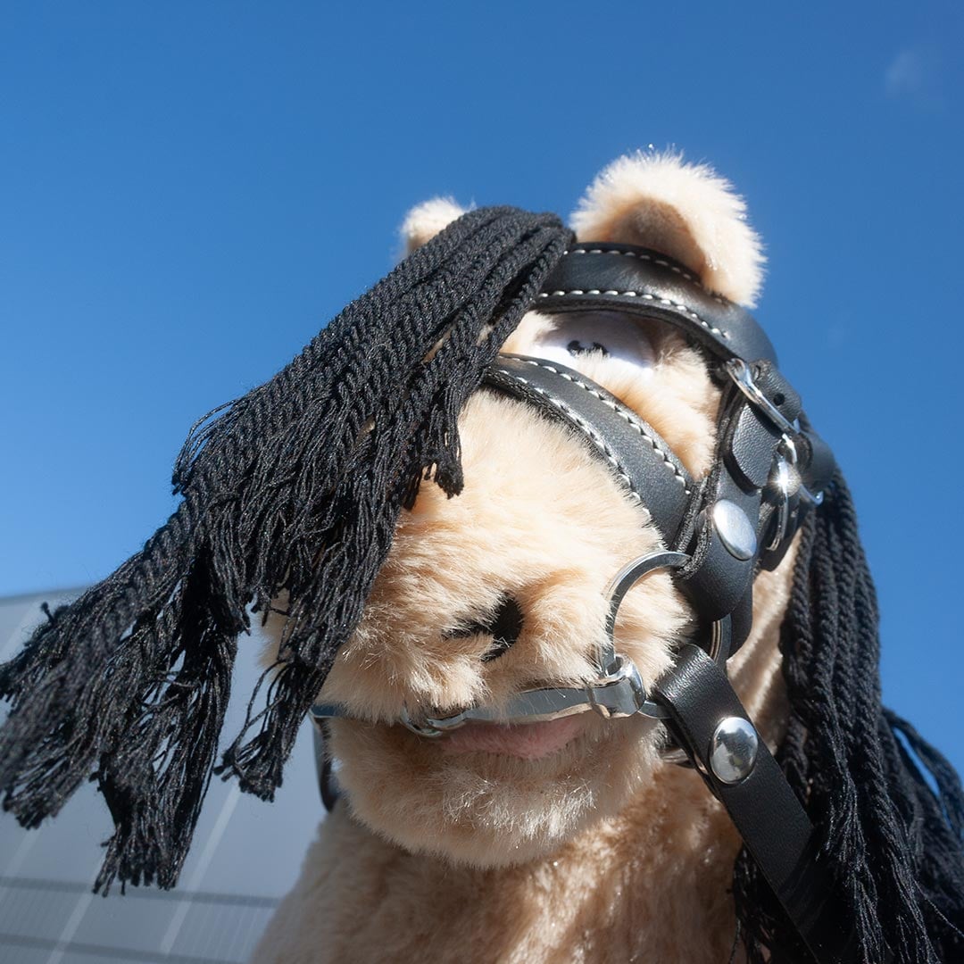 Crafty Ponies Advanced hoofdstel Zwart Crafty Ponies Advanced hoofdstel Zwart
